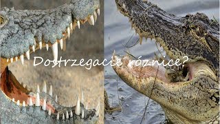 ALIGATOR vs KROKODYL 🌴Życie na Florydzie 147 [upl. by Neila]