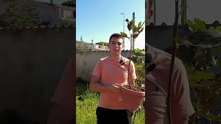 Come MOLTIPLICARE il FICO🌴 tutorial agricoltura farming [upl. by Leivad]