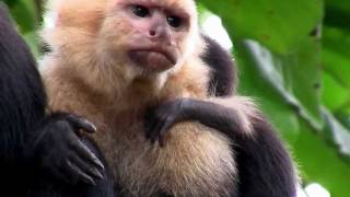 Primates What is a Primate [upl. by Kluge282]