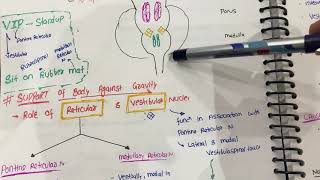 regulation of tone amp posture  cns from guyton hindi  control of tone amp posture neurophysiology [upl. by Aetnahc]