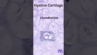 Histology of Hyaline Cartilage [upl. by Ennair]