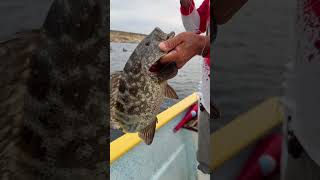 🎣PESCA de Cabrillas de fondo 🐟 Pesca de Fondo🌵 pesca pescaycocina fishing fish pescado [upl. by Sharma]