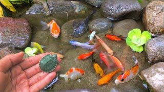 Find colorful ornamental fish koi fish goldfish catfish snakehead fish betta fish lobster [upl. by Ytsim189]