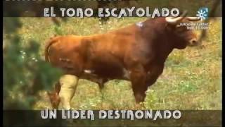 El Toro Escayolado Un Líder Destronado [upl. by Armington]