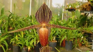 UNBELIEVABLE Orchids Worlds Most Spectacular Plants episode 12 of 14 [upl. by Esille]