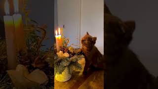 Christmas everyone🎄kitten cat britishshorrhair britishshorthairkitten britishshorthairkitty [upl. by Son]