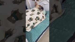 Dog private apartment🐕🎂♥️ doglover dog frenchbulldog [upl. by Ashelman481]