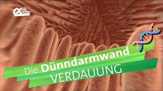 Dünndarmwand  Verdauung  alpha Lernen erklärt Biologie [upl. by Nuhsal]