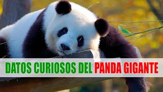 Panda gigante Oso panda Ailuropoda melanoleuca  Datos curiosos de animales [upl. by Valeda294]