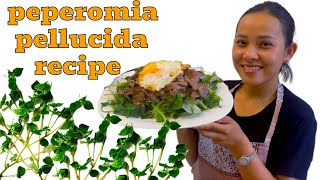 peperomia pellucida recipe ahmeefood [upl. by Enej886]