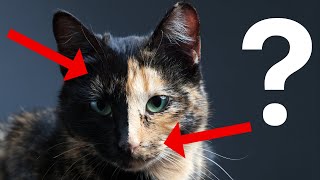 What Your Cats Color Says About Their Health and Personality [upl. by Hugues]