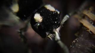 Neotropical velvet ant Mutillidae [upl. by Vivienne]