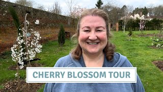 Cherry Blossom Tour Planting Shrubs Garden Tidy Seedling Update Cottoverdi [upl. by Nnairek]