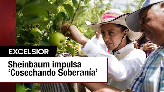 Apoyo a productores y jornaleros Sheinbaum impulsa el programa ‘Cosechando Soberanía’ [upl. by Nolita]