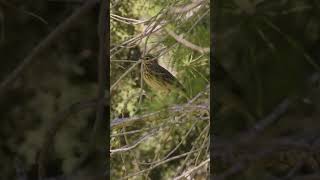 Pipits Коньки Genus Anthus [upl. by Nolahp]