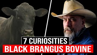 🔴 7 Curiosities Of The Black BRANGUS Cattle Breed✅ Biggest Bulls And Cows brangus [upl. by Cirtap]