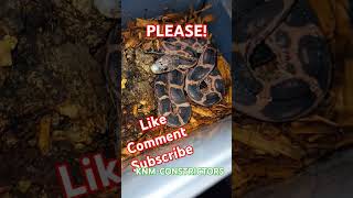 Scaleless Texas rat snake het anery future breederreptiles colubrid snake nakedsnakelivingart [upl. by Hall]