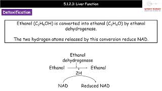 A Level Biology  5123  Liver Function [upl. by Benzel87]