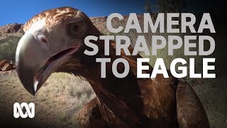 Alice Springs Desert Park strap action camera to wedgetailed eagle [upl. by Blackington]