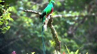 Nesting male Resplendent Quetzal at Mount Totumas Cloud Forest [upl. by Onihc]