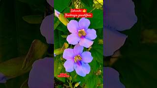 Thunbergia grandiflora Flowers plant tips and care propagation shorts thunbergia herbaceous [upl. by Nairolf]