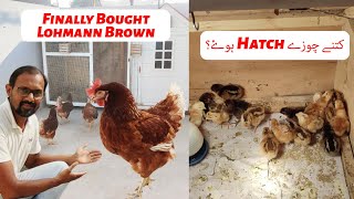 Finally Bought Lohmann Brown Chickens Chicks Hatching Update [upl. by Soirtimid]