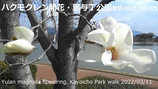 ハクモクレン開花・駕与丁公園散歩20220311Yulan magnolia flowering Kayoicho Park walk 20220311 [upl. by Anairam]