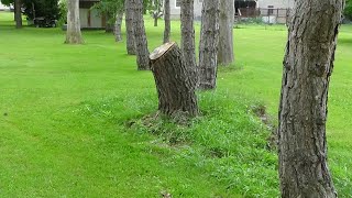 Barreto stump grinder July 4 2024 [upl. by Westphal]