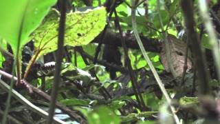 Alto Pisones Tapaculo Scytalopus alvarezlopezi  PNN Tatamá Colombia [upl. by Divine]