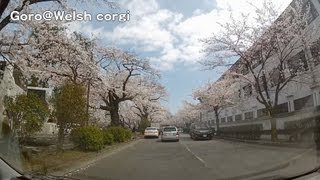 Odawara castle Drive Version  桜 小田原城址公園 20130326 [upl. by Eneloj]