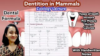 Dentition in mammals  Types of teeth  Dental formula  Easy to learn  Dont memorize [upl. by Pineda749]