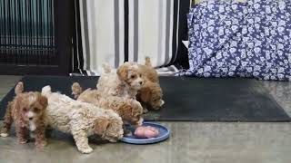 Toy Poodle Puppies For Sale [upl. by Eberto]