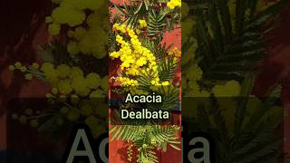 Plant Profile ACACIA DEALBATA Mimosa [upl. by Eiltan155]