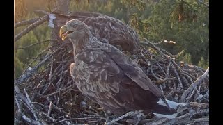 LDFMildai ar draugu rosīgs rīts🦅🦅Milda with a boy friend busy morning80924 [upl. by Eicyac802]