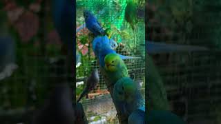 my keets on mini aviary [upl. by Adria]