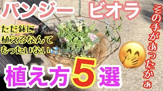 【パンジー・ビオラ】驚くほど美しく見える植え方5選✨ 普通に鉢に植えても、ひと工夫をしないなんて勿体無い😭 鉢の素材も、選び方は無限大 レディー、ローブドゥアントワネット他【ガーデニング】 [upl. by Doralyn]