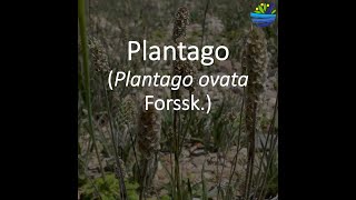 Plantago [upl. by Randie]