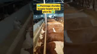 Hammaga yetkazsin buqalar buqa buqaboqish buqalar mol qoy cow qoybozor molbozor hokiz rek [upl. by Aisena150]