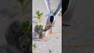 Kerguelen Terns bird cheat the baby☹️☹️☹️☹️factsviralvideoshorts [upl. by Harry]