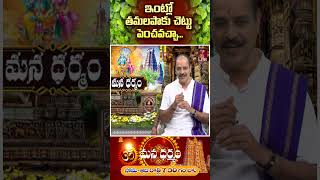 ఇంట్లో తమలపాకు చెట్టు పెంచవచ్చాMana DharmamETV Life Spiritual [upl. by Schuman]