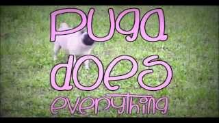 PUGA SAYS PUGA DOES EVERYTHING [upl. by Ashien]