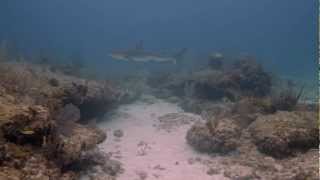 Reef Shark eats Lion Fishmov [upl. by Kruter]