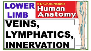 Chp11 BDC Vol2  Lower Limb  Venous amp Lymphatic Drainage and Cutaneous Innervation [upl. by Eicak266]