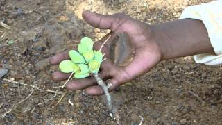 Indigenous Herbal Medicines used with Telia Kand Pankaj Oudhias Medicinal Plant Database9946 [upl. by Tnomyar]