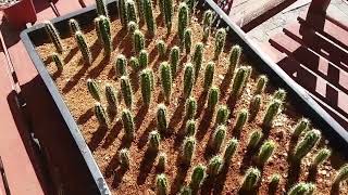 Growing Cactus from seed 6 month old Pilosocereus seedlings [upl. by Asher]