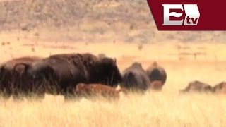 Manada de bisontes sobrevive con éxito en reserva natural de Chihuahua Titulares [upl. by Claiborne]