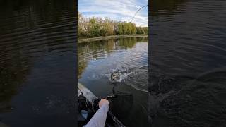 Crazy Topwater Catch on the Kayak [upl. by Ayot]