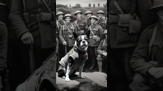 The story of a Dog who became a war hero doglover facts [upl. by Alyac472]