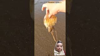 Jelly uburubur fishing beach oceanrescue jellyfish shortvideo shorts reaction viralvideo [upl. by Bobette]