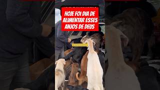 CACHORROS ALIMENTADOS EM MAIS UM DIA PELA ONG cachorro pets resgate rescue ong dog adote [upl. by Potter]